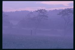 Purple Trees
